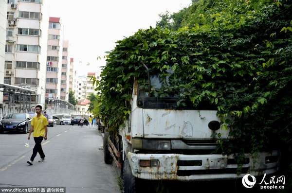 湖北十堰现"最牛僵尸车"藤蔓爬满车身