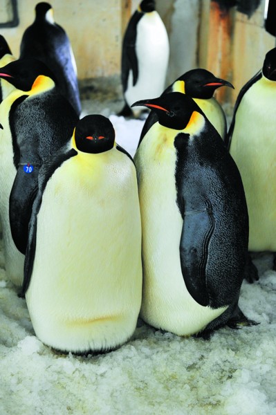 大连海洋极地馆13枚企鹅蛋预计8月破壳