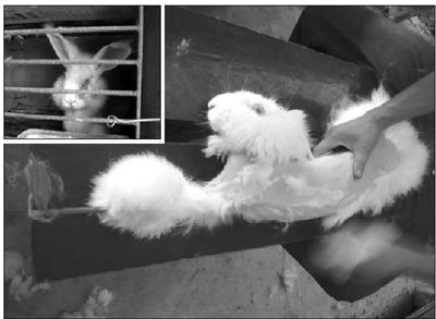  兔子被捆在一长凳上，直接进行拔毛（大图）。拔完毛后，兔子被关在笼子里（左上图）。 PETA Asia供图