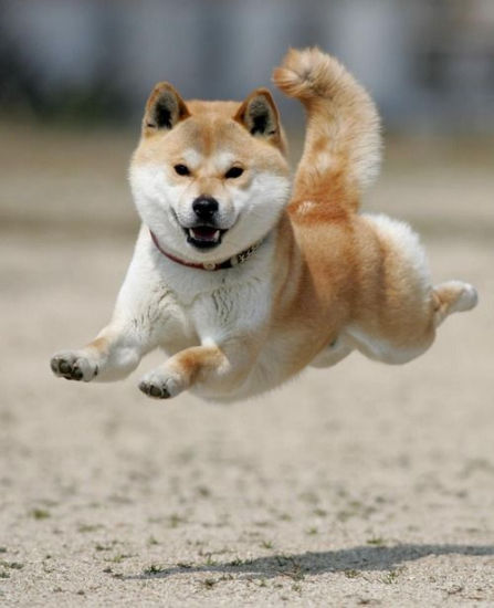 资料图:柴犬.