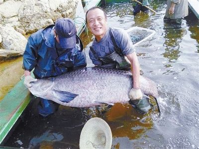 信阳光山县水库捕到1.76米长147斤大青鱼（图）