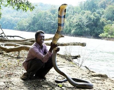 印度男子救助3万多条蛇 被266条毒蛇咬伤后活命