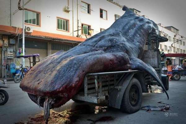 福建石狮渔民开渔误捕巨型鲸鲨(组图)