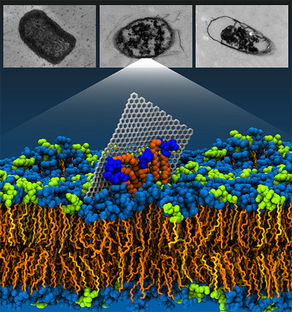 科学家发现石墨烯“杀死”细菌的真相