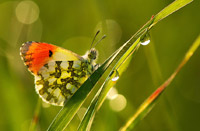 国外微距摄影图赏