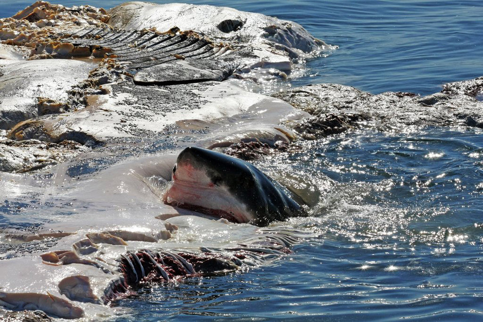 我们拍到了大白鲨 凤凰网