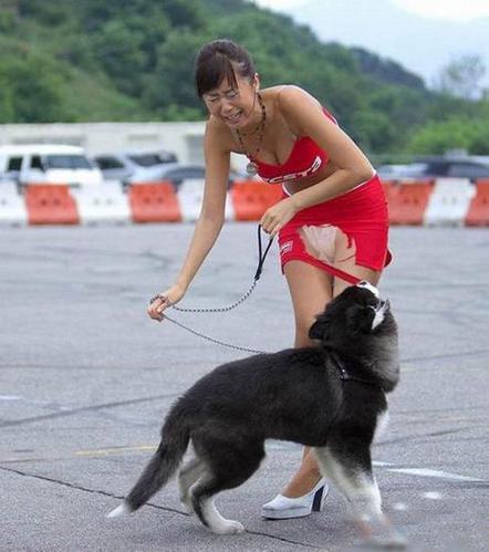 那些非礼美女们的动物 傻傻惹人爱