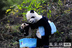 四川卧龙流行“熊猫装”扮大熊猫抓小熊猫体检