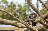 图为走出牢笼的黑猩猩在阳光下，显得很惬意。（图片来源：资料图）