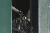 这些黑猩猩在踏出房门时激动的相互拥抱在一起，面带微笑。据悉管理员花了10多年时间，才把它们重新调整过来，它们逐渐敢在它们的“牢笼”以外的地方活动，而不会感觉不舒服。（图片来源：资料图）