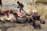 当地居民在分食大象肉。该国家公园一名看护人在接受电话采访时透露，公园占地22万公顷，此次实际被杀的大象可能不止500头，偷猎者来自苏丹或乍得，携有重型武器。