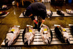 实拍东京世界最大海鲜市场 各类海鲜皆可见