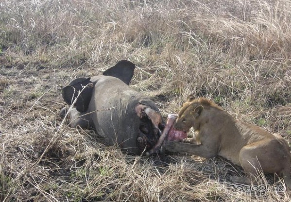 雄狮偷袭象群猎象 爬进肚里吃内脏(组图)