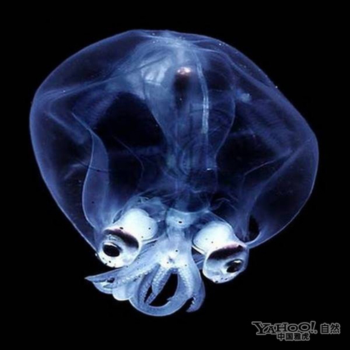 罕见的深海神秘生物(组图)