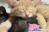 猫咪的小癖好，喜欢抱着人家的屁屁睡？ 
