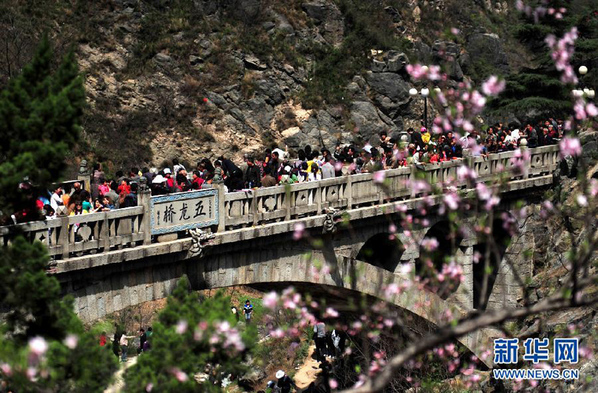 西岳华山现嫩红新绿 险峻石山添春意