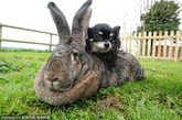 今年的复活节对大流士来说可谓是双喜临门，因为当天它是牠跟主人安妮特-爱德华兹的生日。爱德华兹一直有养殖巨兔的习惯，而大流士是有史以来体格最大的兔子。