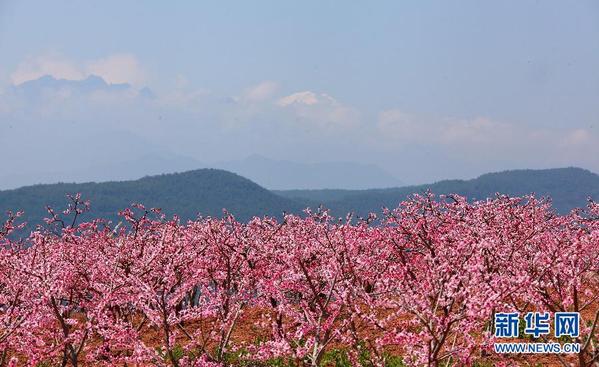 在那桃花盛开的地方四川汉源赏万亩桃花