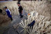 4月11日在广西融安县一家筷子加工厂拍摄的用于生产一次性筷子的竹片。 
