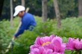 4月10日，在洛阳中国国花园内，一名花工在清扫牡丹花圃的观花走廊。新华社记者 王颂 摄