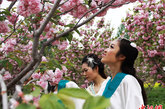 4月20日，山东省聊城市姜堤乐园第七届樱花节开幕。6位盛装打扮的“樱花仙子”游园赏花，为樱花花节增添了气氛。中新社发 郭广亮 摄 图片来源：CNSPHOTO