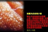 “一个孩子的诞生”是尼尔森从1965年就开始拍摄的专题，但直到1990年才最终补充完成。