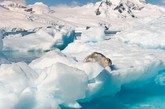 栖息在南极半岛西尔瓦海湾的威德尔海豹。

