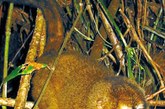 枭猴

　　枭猴是真正意义上的“夜行者”，也被称之为“夜猴”，每天的睡眠时间长达17个小时左右。它们在夜间最为活跃，主要分布在中南美洲的森林地区。这种猴子长着大大的褐色眼睛，帮助它们在夜间清晰地看到眼前的一切。

　　狐猴也喜欢在夜间活动的动物，通常是几只狐猴睡在一起，每天的睡眠时间长达16小时。其实，人类在婴儿阶段，每天的睡眠时间与狐猴不相上下，1到12个月大的婴儿，每天也睡16个小时左右。


