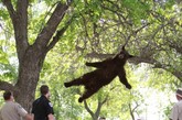近日，美国科罗拉多州立大学校园出现一头大黑熊。在慢悠悠地闲转的几个小时后，这头黑熊爬上学生宿舍前一棵大树上睡觉。发现它的学生赶紧联系了动物保护人员。不久赶到校园的保护人员考虑到直接将黑熊弄下树会惊吓学生，就给这头熊打了两剂镇静剂。在失去知觉后，这头黑熊没了平衡，从树叉上飘飘然地掉在地上铺的厚垫子上，随后被带出校园。