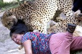 上个周日下午，60岁的苏格兰家庭主妇Violet D'Mello在Kragga Kamma野生动物园开心的看两只非洲猎豹，忽然，一只豹子袭击了一名当地的8岁女孩Camryn Malan，发疯的撕咬她的腿。