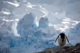 可爱的企鹅经常给人留下搞笑幽默的印象，然而，这种生活在南极大陆的动物却过着十分艰难的生活。
如同记录影片《帝企鹅日记》中所描述的那样，以下由纽约摄影师Camille Seaman拍摄的“一只企鹅的一生”系列作品，让人们有机会了解企鹅在冰冷的南极大陆所忍受的艰难。体态笨重的企鹅在冰雪天气中要度过半生。
不幸的是，他们的极地栖息地却处在危险当中，正是这种明显存在危险激发摄影师记录它们的生活。除此以外，摄影师Camille还经常飞赴北极地区，拍摄冰雪世界的美景以及那里壮美的动物。

