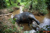 5月16日，印度尼西亚亚齐查亚Pante Kuyun村，非法工作人员在大象尸体旁运输原木。这头大象中毒而亡，没有头部和象鼻。由于苏门答腊岛大规模非法采伐和新成品油种植园的建立，最近亚齐地区人类和野生大象冲突次数不断增加。