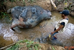 印尼发现无头象尸 手法残忍