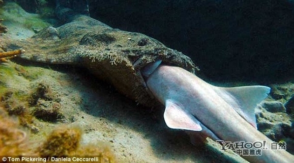 海洋霸主变猎物+什么动物敢吃鲨鱼?