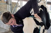 美国威斯康星州的农场主拉里为他的奶牛请来兽医，专门负责脊椎按摩和治疗，以确保奶牛的身体状况和牛奶产量都好。不过，拉里并不是唯一为奶牛提供如此好的待遇的农场主。目前，大多数农场主们都把“为奶牛提供一个舒适的环境”作为首要任务，因为自然舒适的生活环境能够使奶牛的产奶量高，品质好。
　　据报道，除了为奶牛配备专门的按摩治疗师之外，农场主们还为奶牛安装水床、改造通风设备、调节气温和光线、以及播放古典音乐，使奶牛的生活乐趣多多。更有甚者，还有人为奶牛安装了可旋转的刷子，为它们挠痒痒和洗澡。
