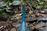 在过去20年中，世界各地研究动植物的科学家共发现了1300多种新物种，然而，到目前为止，其中仅500种已经有正式分类和命名。
　　以下是已经有正式分类和命名的20种代表性物种，既有求偶时会发出彩光的鱼和长达15公分的树蛙，也有长毛的巨型蜘蛛和蓝色的蝎子。它们让物种繁多的地球更加精彩纷呈、绚丽多姿。
