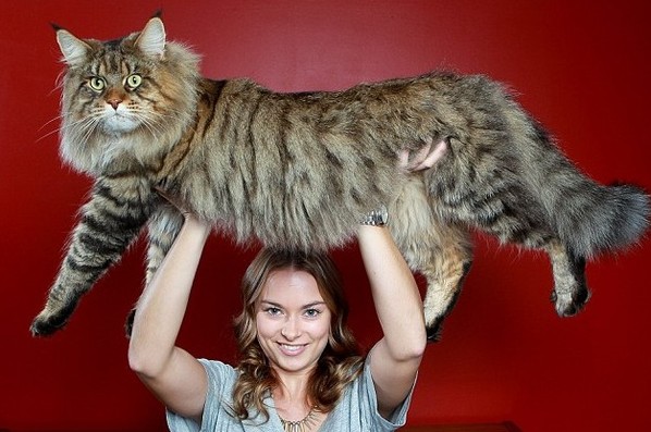 澳大利亚巨型“威严”猫重近20斤
