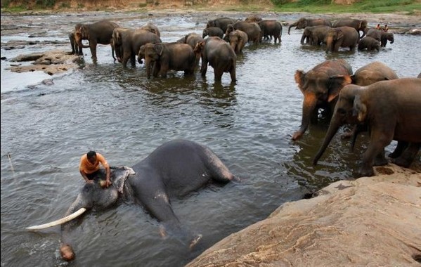 斯里兰卡大象孤儿院为15头新生小象取名