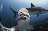 美国狮子鱼泛滥成灾 科学家训练鲨鱼帮忙猎杀
　　10年前，水族爱好者无意间将狮子鱼（又名蓑）引入加勒比海和美国东南海域。由于没有天敌存在，这一外来珊瑚物种的数量呈爆炸性增长趋势。为了保持生态平衡，洪都拉斯当地潜水员正与罗丹国家公园的工作人员合作，训练鲨鱼捕杀入侵的狮子鱼。图为洪都拉斯沿海清澈的罗丹国家公园水域，一头加勒比海礁鲨正在大肆咀嚼一只入侵的狮子鱼。
