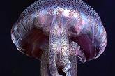 大批剧毒紫色水母入侵英国水域
　　2010年4月，成群的有毒紫水母首次入侵英国沿海水域。这种紫水母被认为是因近来海水温度升高而来到英国海域。这种4英寸(约合10厘米)长的紫粉色水母在温暖水域繁殖较快。
