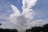 　昨日中午，记者在南二环菜户营桥附近看到，东南方向天空飘来多块云朵，其中有一块大云朵的造型非常特别，似一只起飞的凤凰。它伸开翅膀，额头向前，恣意在蓝天中翱翔。 
