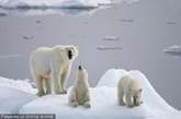北极斯瓦尔巴特群岛，一只北极熊母亲和她的两只6个月大的幼崽跨越60英里，游回到了海岸。由于全球气温的升高，北极的浮冰不断融化，北极熊昔日的家园遭到了摧毁，它们的猎物也越来越少。许多北极熊面临在夏季挨饿的危险，它们不得不到内陆觅食。