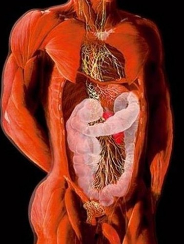 揭秘：孕妇和人体X射线艺术照