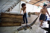 广州市黄沙水产交易市场，这里是华南地区最大的水产综合市场，也是广州鳄鱼销售的主要集中地。广州民间有煲鳄鱼肉汤养生的习俗，认为鳄鱼肉对治疗咳嗽、改善记忆等有奇效。图为一家商铺的工人准备宰杀一只活越南鳄。

