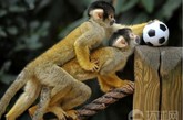 当地时间2011年8月18日，英国伦敦动物园里，玻利维亚松鼠猴在玩足球。图片来源：环球网