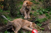 　当地时间2010年5月27日，英国伦敦，一只亚洲狮在玩足球，为即将到来的世界杯助威。为吸引狮子的注意，这些足球里面填满了新鲜的生肉。图片来源：环球网