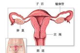 每一次月经周期中，女性的一侧卵巢会产生一个成熟的卵子，卵子将通过输卵管进入子宫，如果这时卵子受了精将会在子宫内着床并发育成胎儿。女性在青春期大约有30万颗卵子，大部份的妇女在每一个月经周期只排出一颗卵，因此一个女性一生当中只排出400-500颗卵子，绝大部份的卵子根本没有机会排出。排出的卵子只有在12-24小时内有受精能力，没有受精的卵子就经由子宫从阴道排出。

