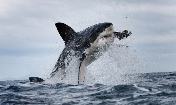 大白鲨跃出海面捕食海豹精彩瞬间(组图)