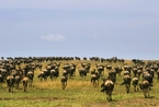 东非野生动物大迁徙 一起见证奇迹  