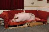 英一对夫妇在一年半之前花钱从网上购买了一头迷你猪，但它竟然越长越大，现在体重已经超过了300斤